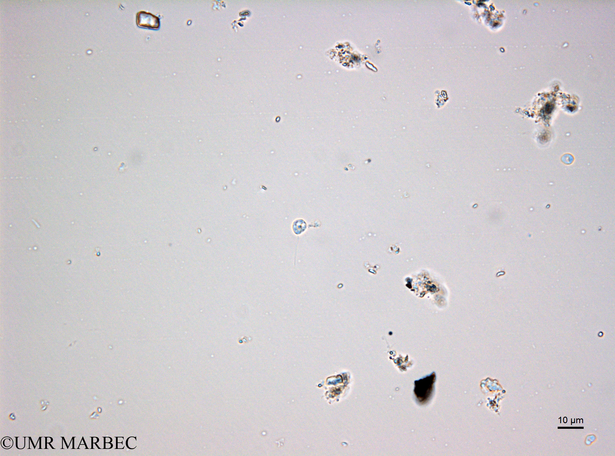 phyto/Bizerte/bizerte_lagoon/RISCO February 2015/Nanoflagellé 16 (ancien Lagune_T5_CW1_Flag_inf10160203_003_ovl-6).tif(copy).jpg